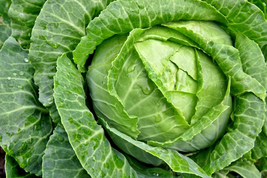 Top 20 Foods to Improve Kidney Health 3 Cabbage