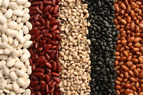 Beans